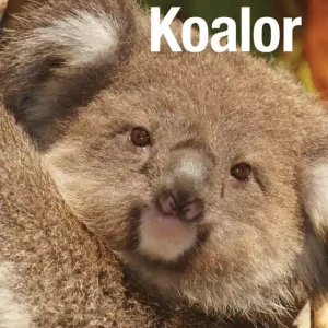 Koalor (e-bok) av Janne Hyldgaard - Begagnad bok
