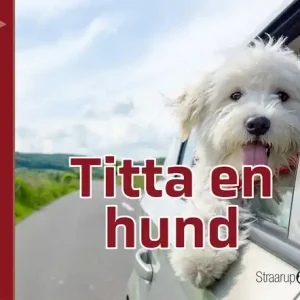 Titta en hund (e-bok) av Marianne Randel Søndergaard