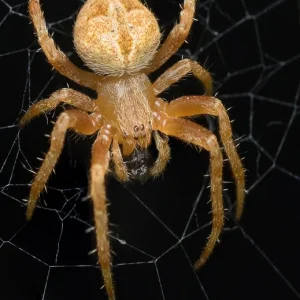 The Web of the Golden Spider (e-bok) av Frederick O. Bartlett - Begagnad bok