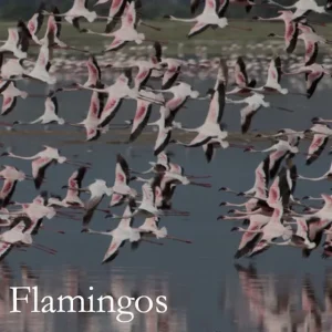 Flamingos (e-bok) av Stan Brick